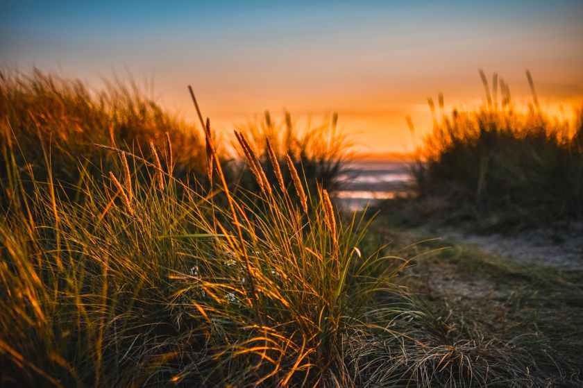 European Beach Grass in Cannon Beach, Oregon